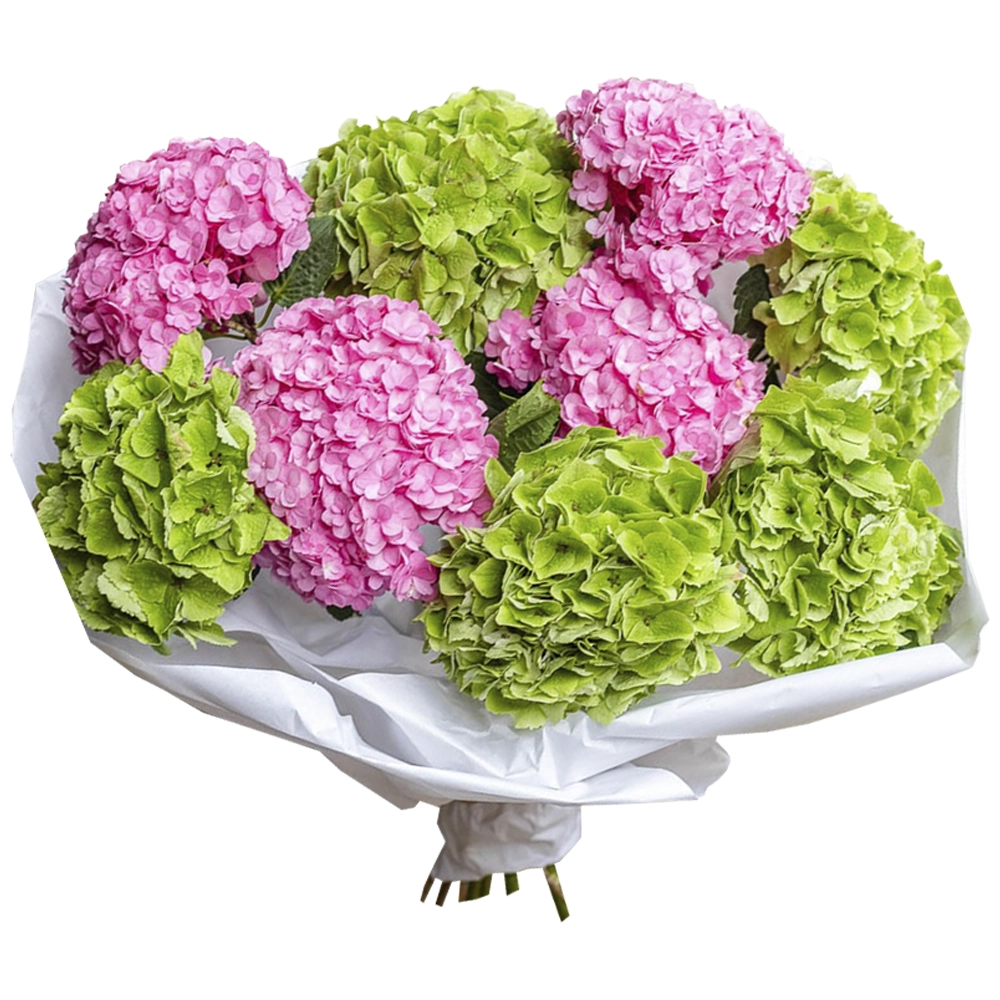 Букет из 9 розовых и зеленых гортензий