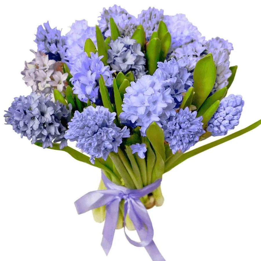 Гиацинт синий