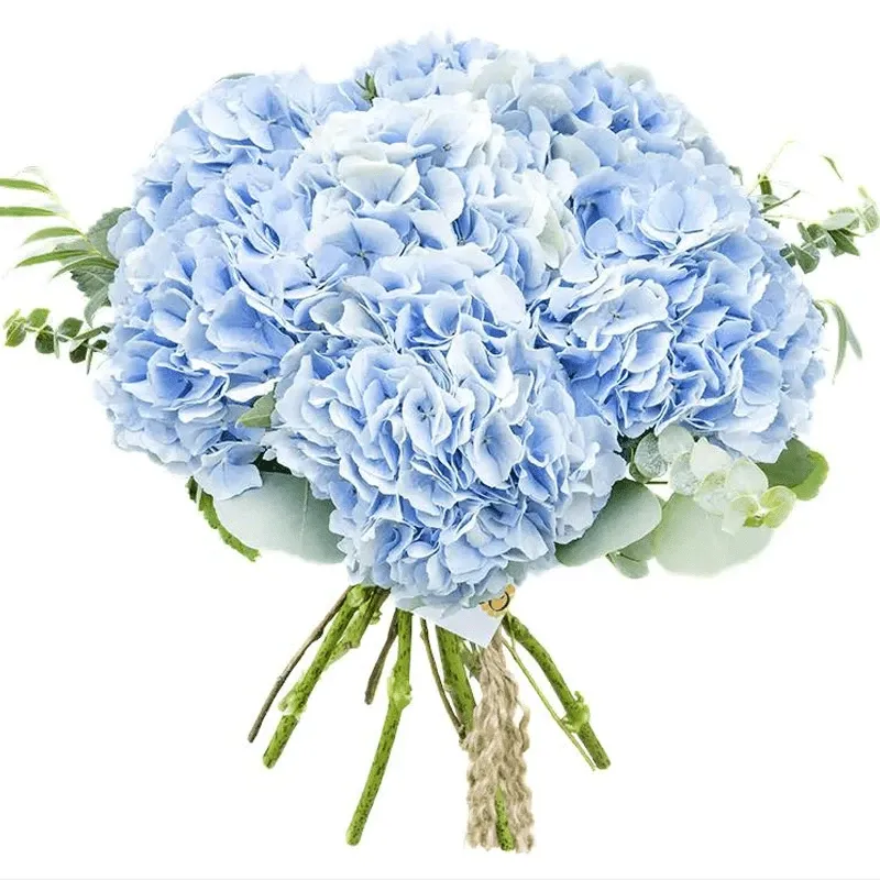 Гортензия голубая