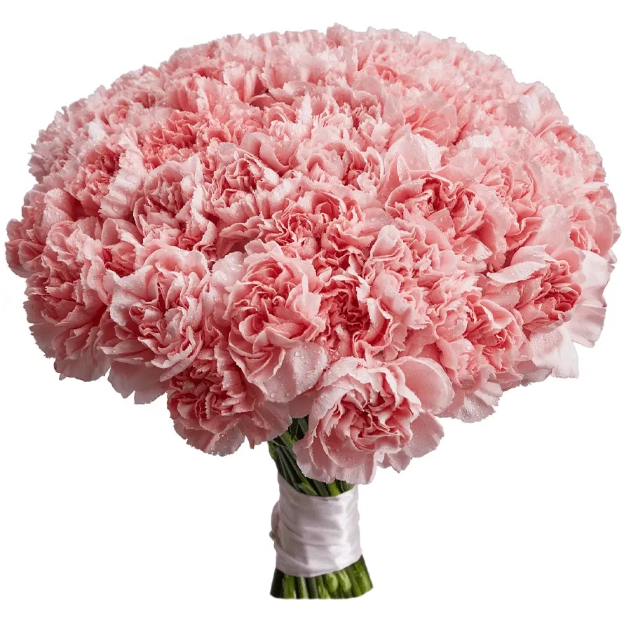 Гвоздика розовая